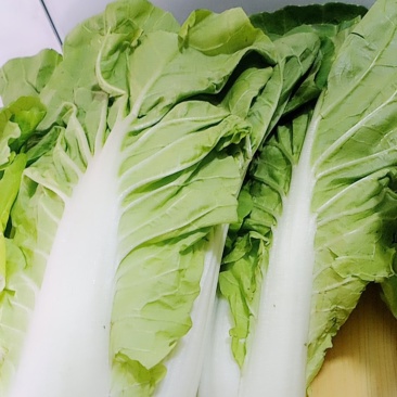 精品大白菜，菠菜，广白，菜心上海青蔬菜批发（福建）及配送