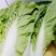 精品大白菜，菠菜，广白，菜心上海青蔬菜批发（福建）及配送