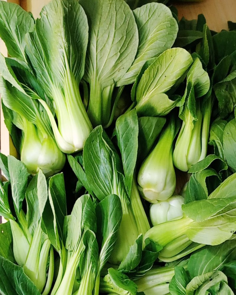 精品大白菜，菠菜，广白，菜心上海青蔬菜批发（福建）及配送