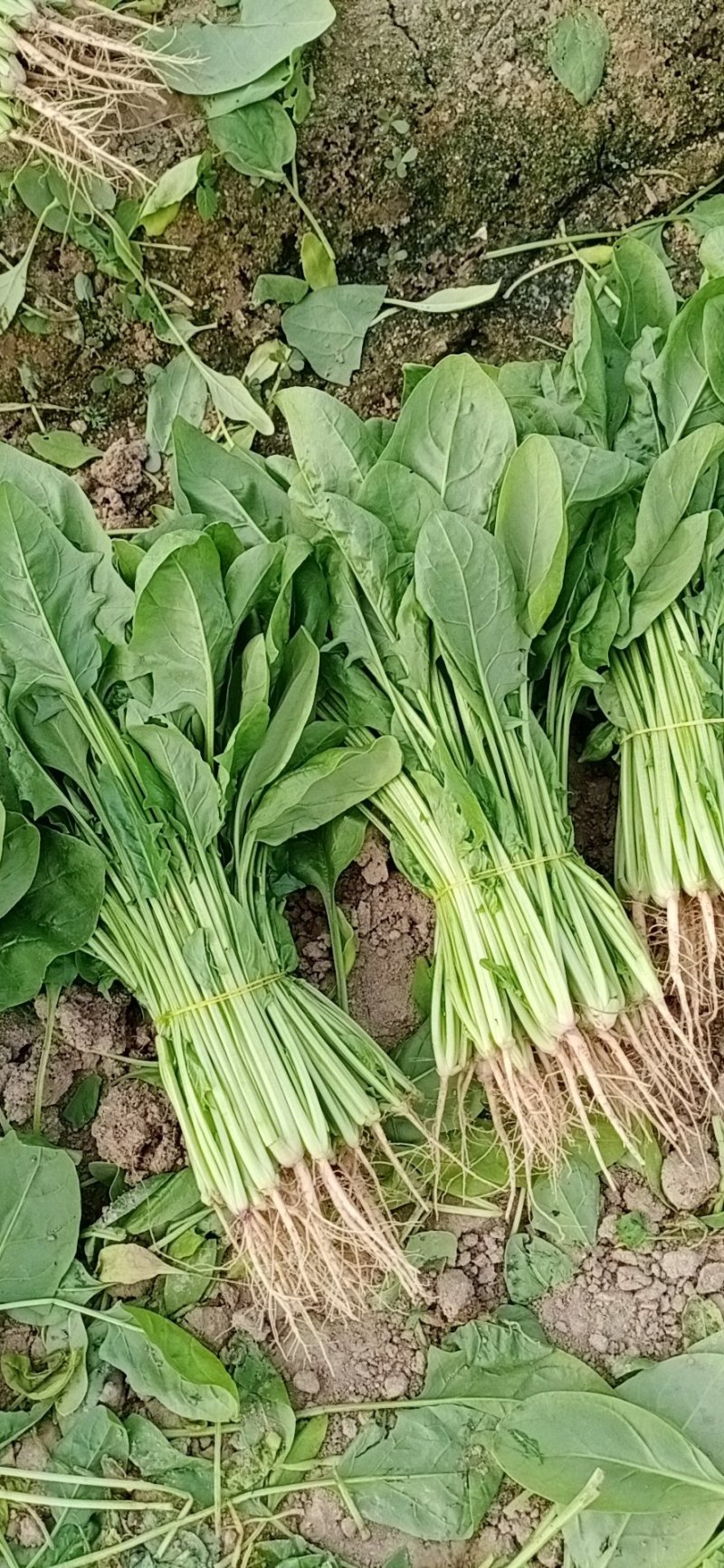 精品大白菜，菠菜，广白，菜心上海青蔬菜批发（福建）及配送