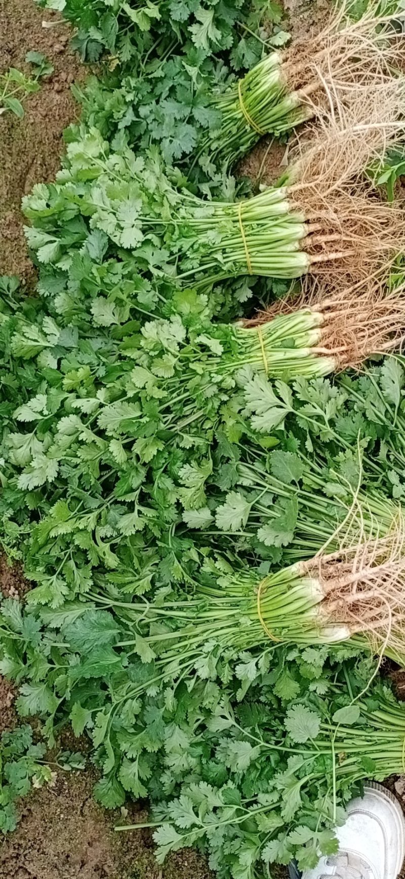 精品大白菜，菠菜，广白，菜心上海青蔬菜批发（福建）及配送