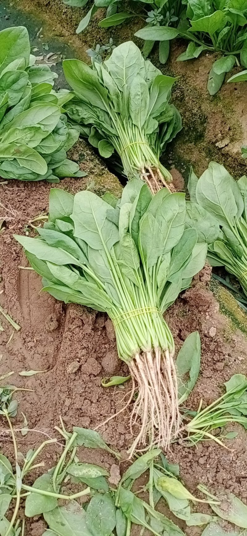 精品大白菜，菠菜，广白，菜心上海青蔬菜批发（福建）及配送
