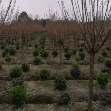 樱花晚樱