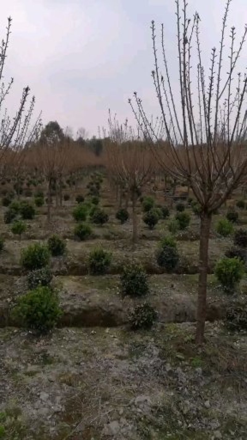 樱花晚樱