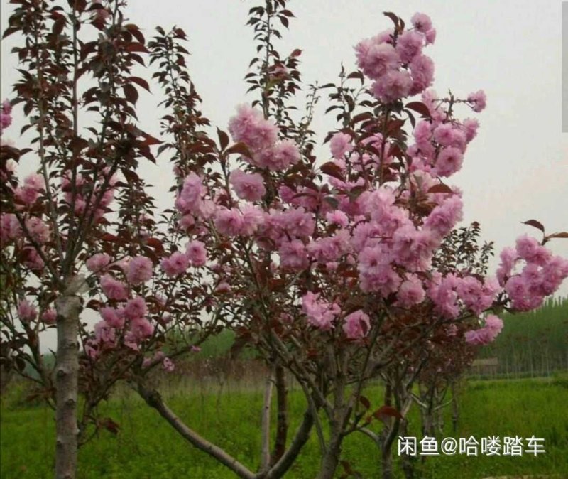 樱花晚樱