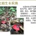红菇礼品袋装新红蘑菇货产地湖北2022年新货红菇