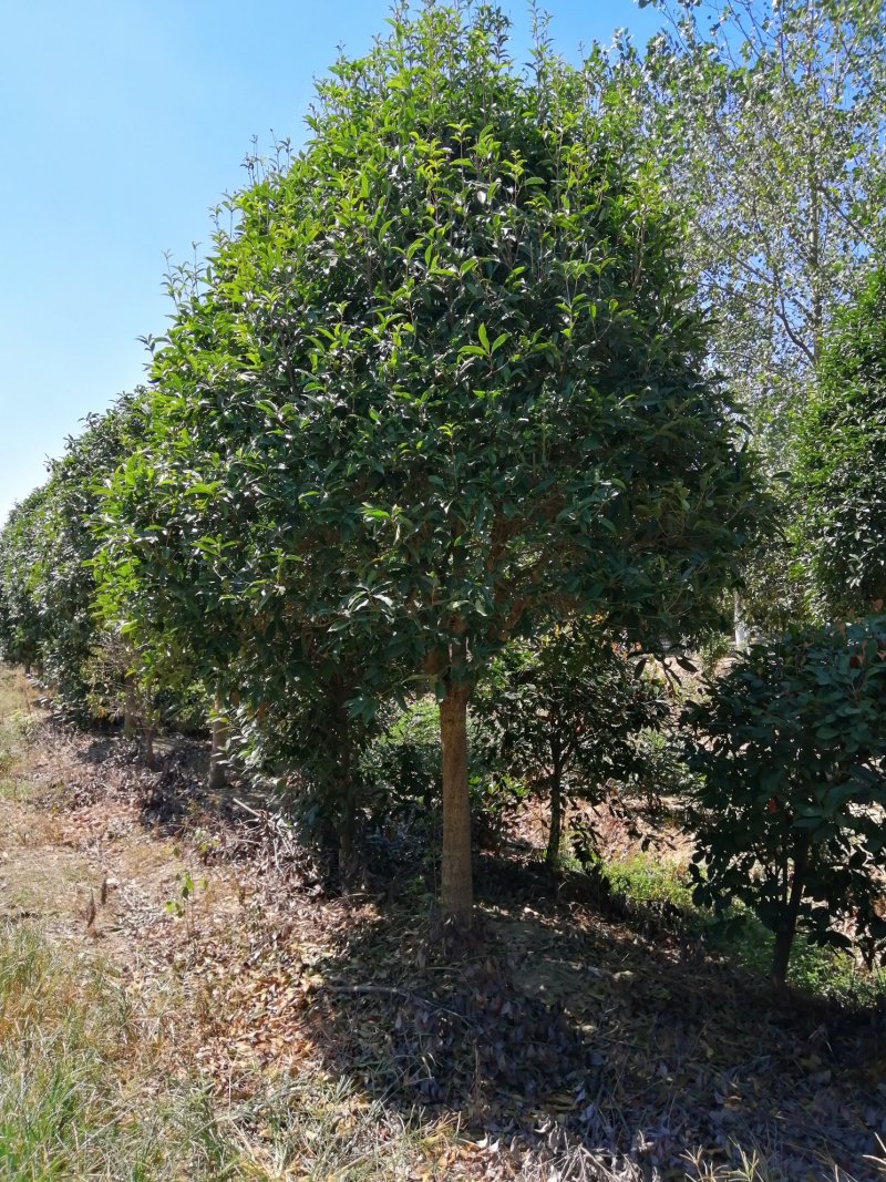 大量供应桂花，基地2000亩，大小规格都有，价格可以仪