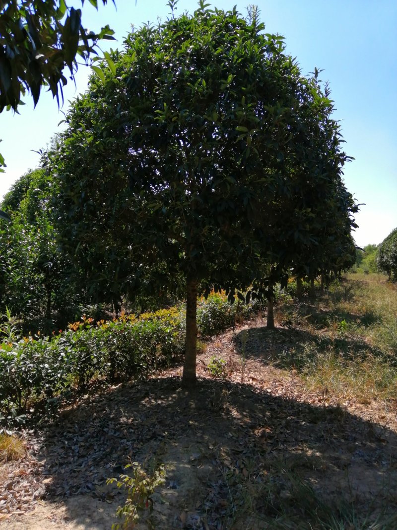 大量供应桂花，基地2000亩，大小规格都有，价格可以仪