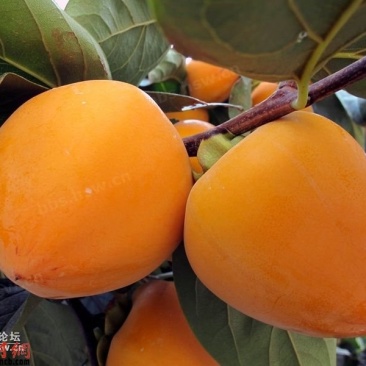软枣树苗嫁接柿子树尖顶柿子君迁子苗一年生树苗日甜柿子砧木