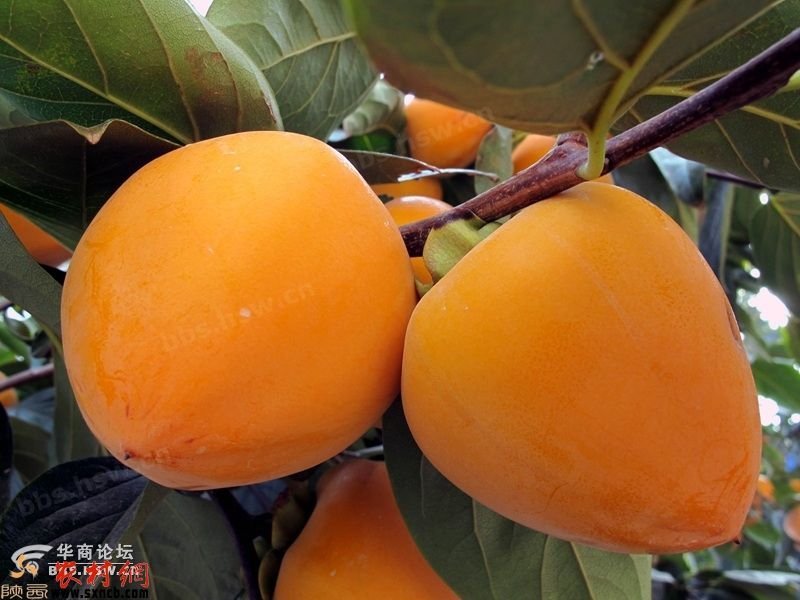 软枣树苗嫁接柿子树尖顶柿子君迁子苗一年生树苗日甜柿子砧木