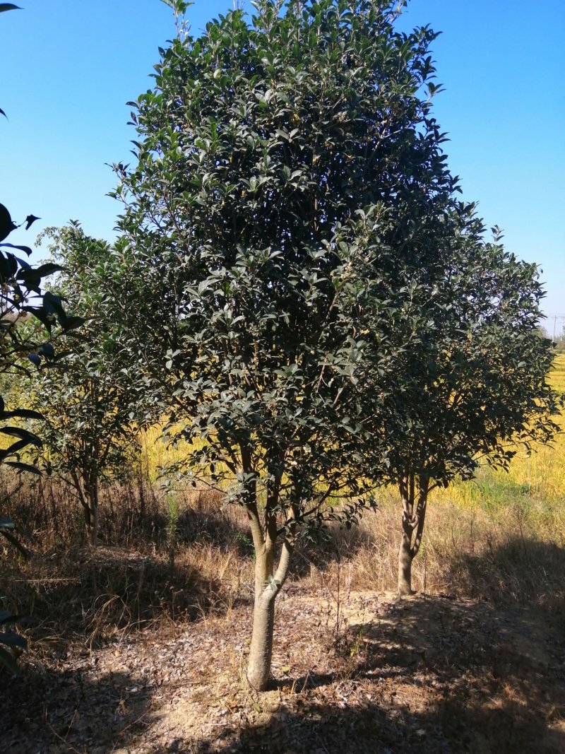 大量供应桂花，基地2000亩，大小规格都有，价格可以仪