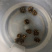猫爪草干猫爪草小毛茛农家初选农副土特产品