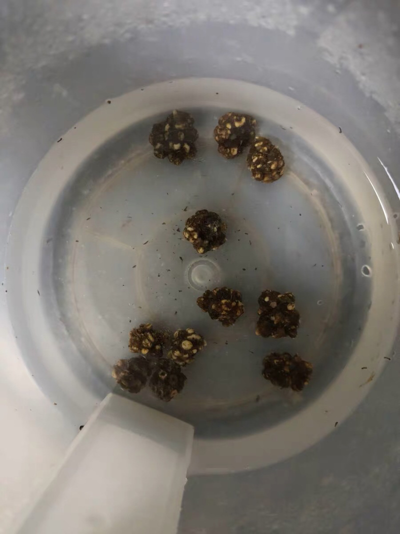 猫爪草干猫爪草小毛茛农家初选农副土特产品