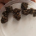 猫爪草干猫爪草小毛茛农家初选农副土特产品