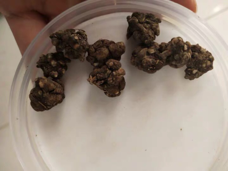 猫爪草干猫爪草小毛茛农家初选农副土特产品