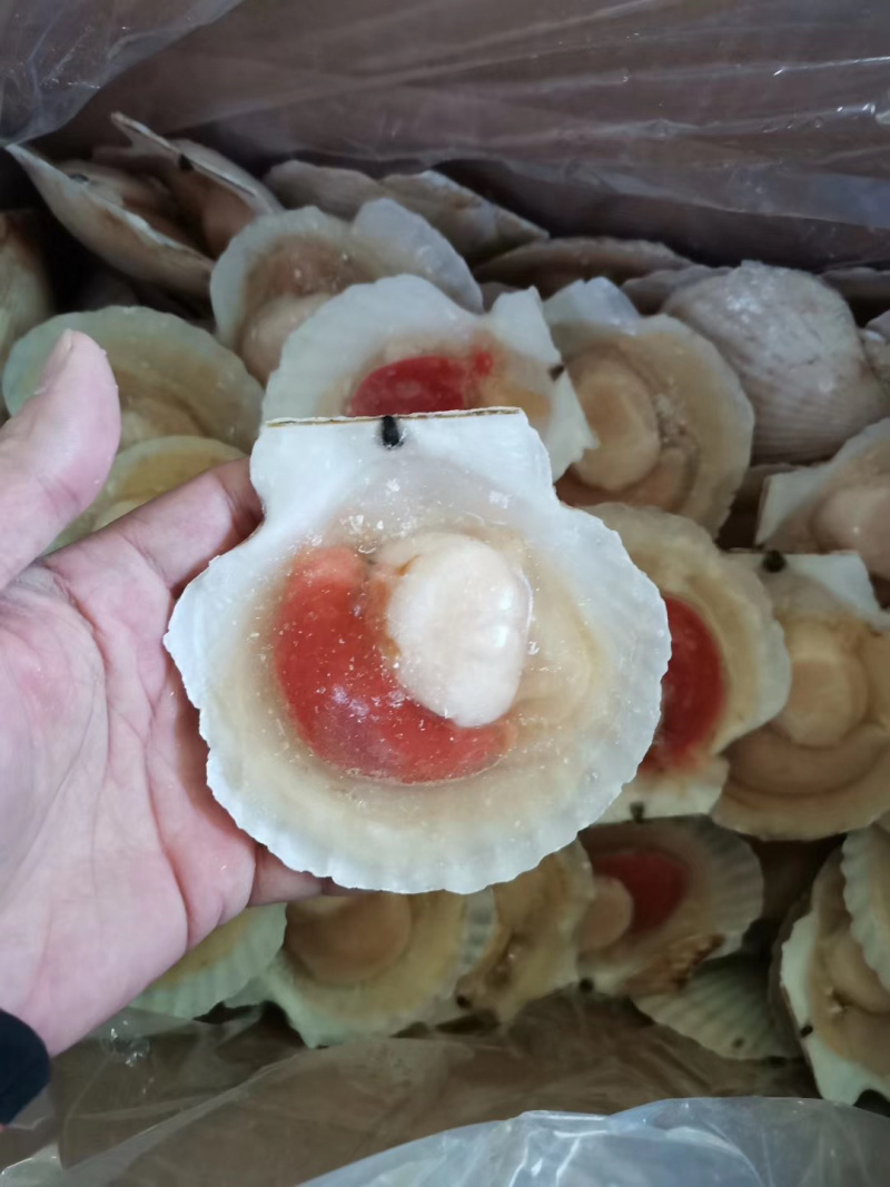 扇贝虾夷扇贝半壳扇贝日本扇贝冻扇贝自主一手货源