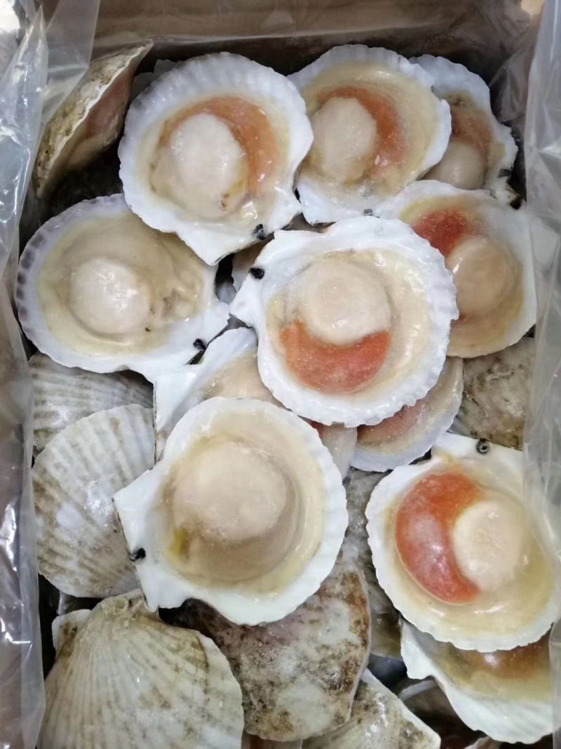扇贝虾夷扇贝半壳扇贝日本扇贝冻扇贝自主一手货源
