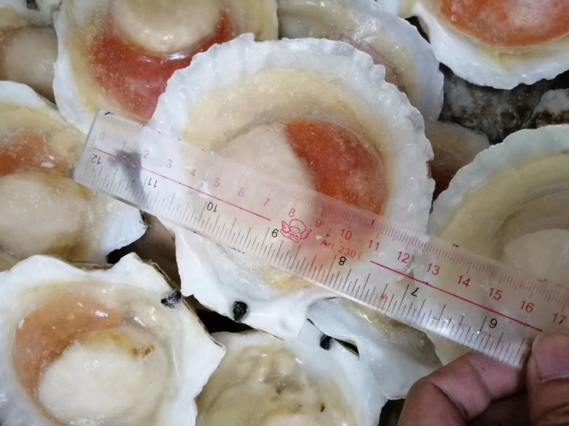 扇贝虾夷扇贝半壳扇贝日本扇贝冻扇贝自主一手货源