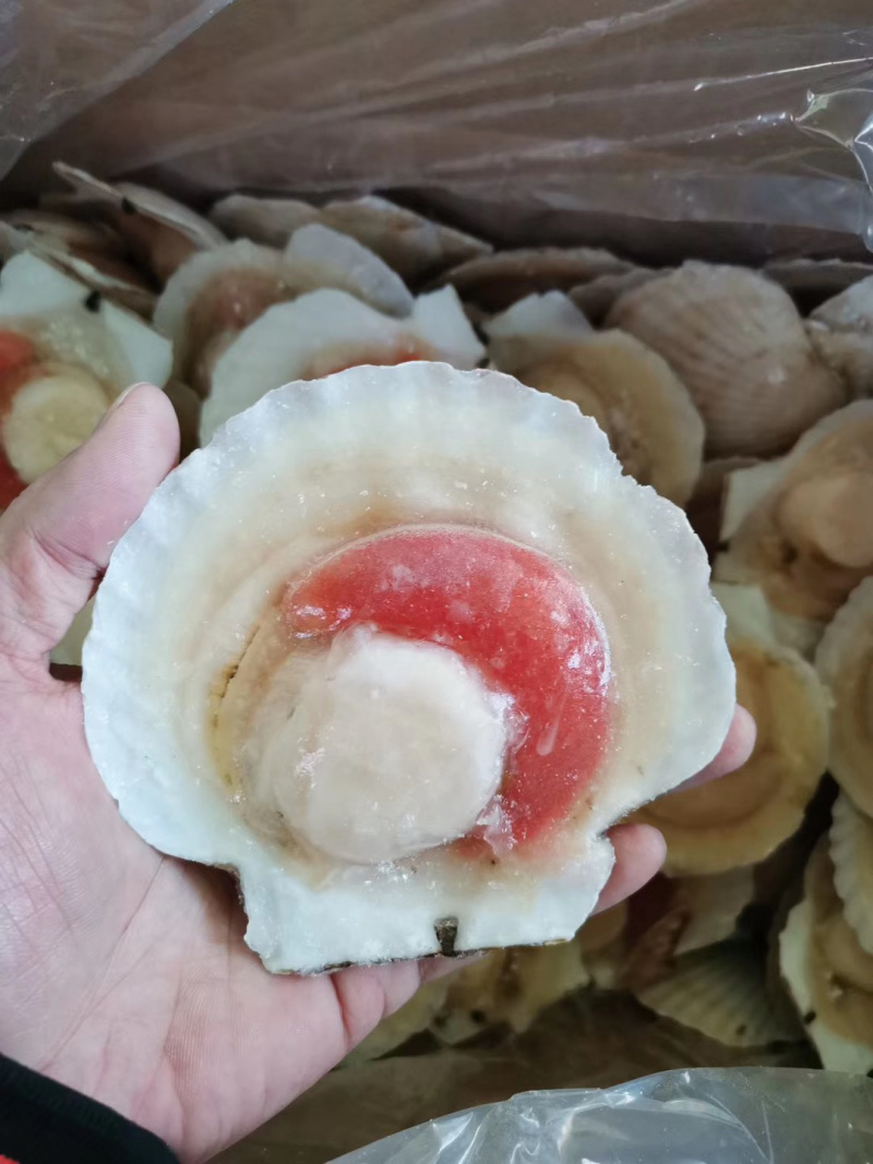 扇贝虾夷扇贝半壳扇贝日本扇贝冻扇贝自主一手货源