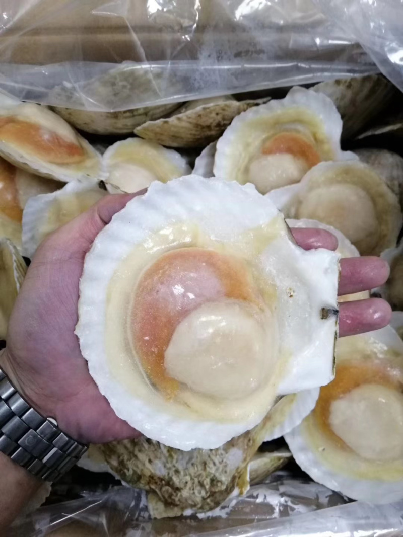 扇贝虾夷扇贝半壳扇贝日本扇贝冻扇贝自主一手货源