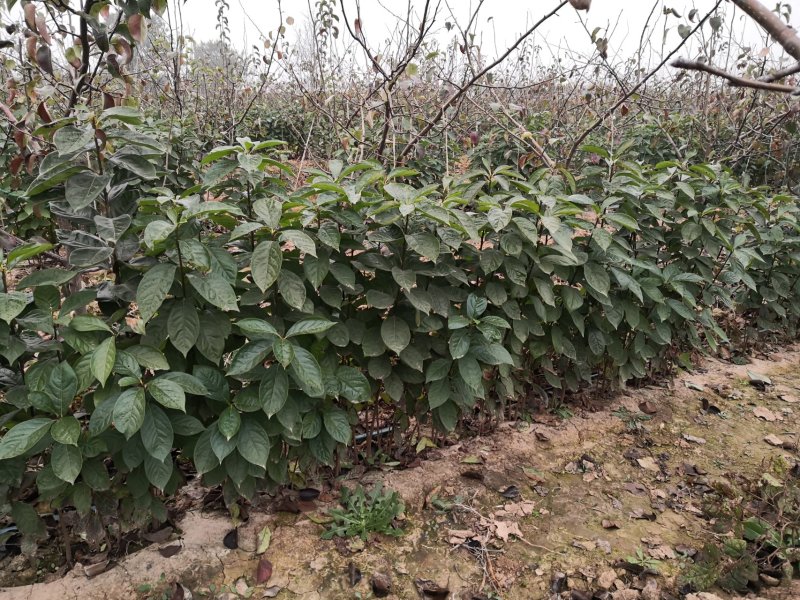 软枣树苗嫁接柿子树尖顶柿子君迁子苗一年生树苗日甜柿子砧木
