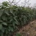 软枣树苗嫁接柿子树尖顶柿子君迁子苗一年生树苗日甜柿子砧木