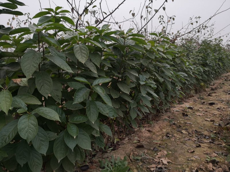软枣树苗嫁接柿子树尖顶柿子君迁子苗一年生树苗日甜柿子砧木