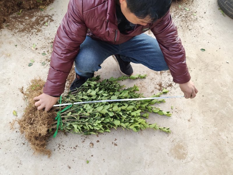 常年批发供应黄杨价格优惠，规格有一年生两年生高度