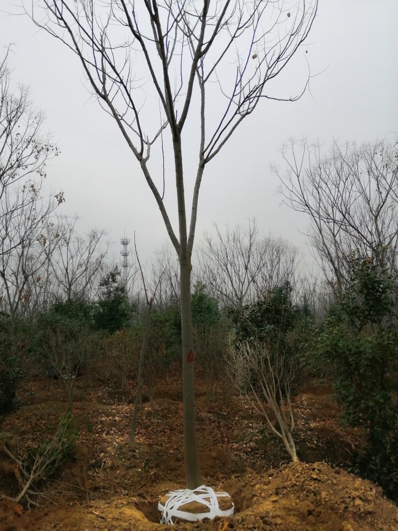 1500亩黄山栾树基地产地合肥肥西县，规格齐全大量供应