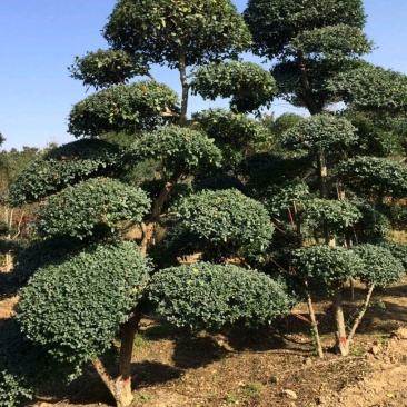 造型景观树，规格齐全，河南省潢川县苗木基地直销