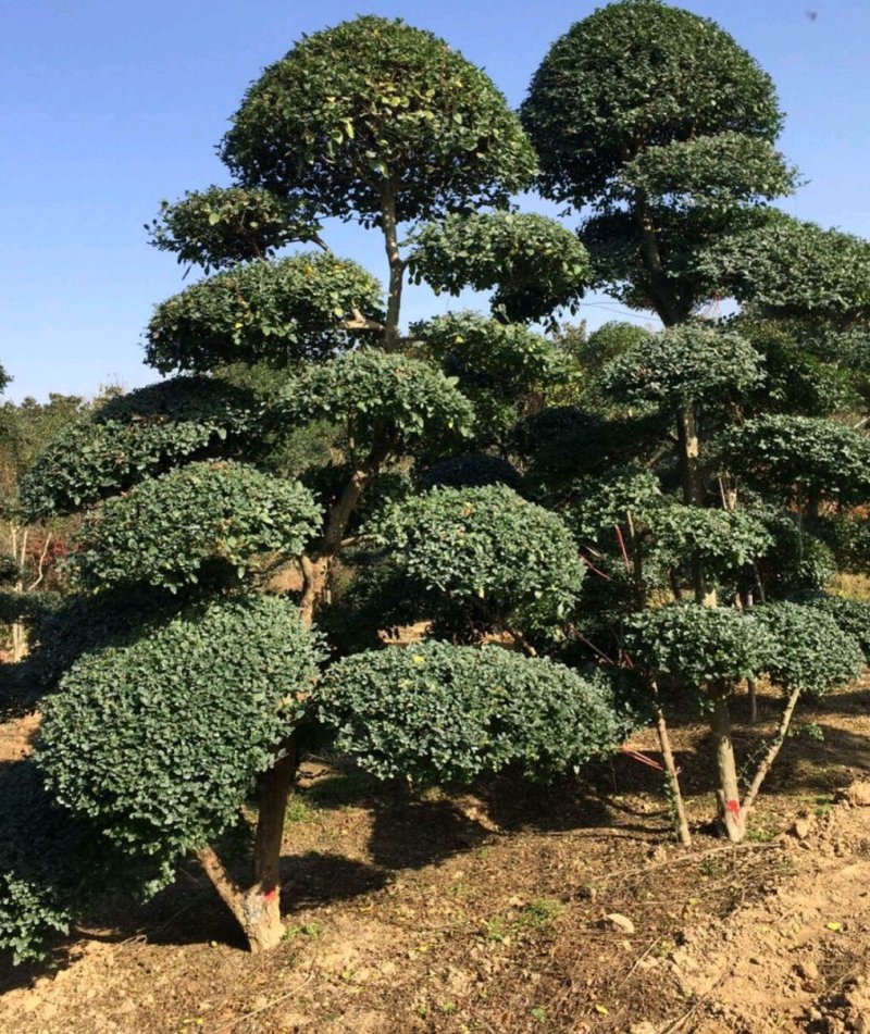 造型景观树，规格齐全，河南省潢川县苗木基地直销