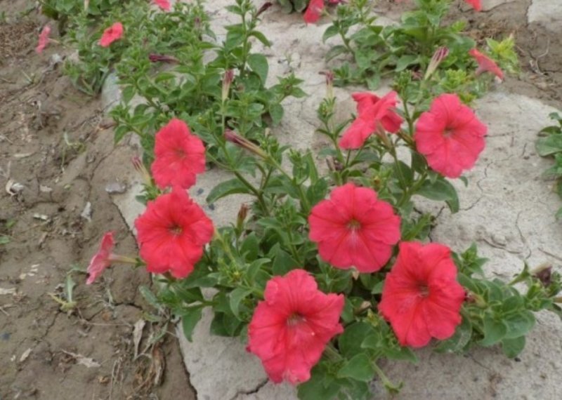 牵牛种子是一种多年生草本花卉