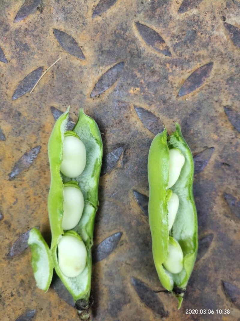 蚕豆（胡豆）颗粒饱满，颜色鲜绿。