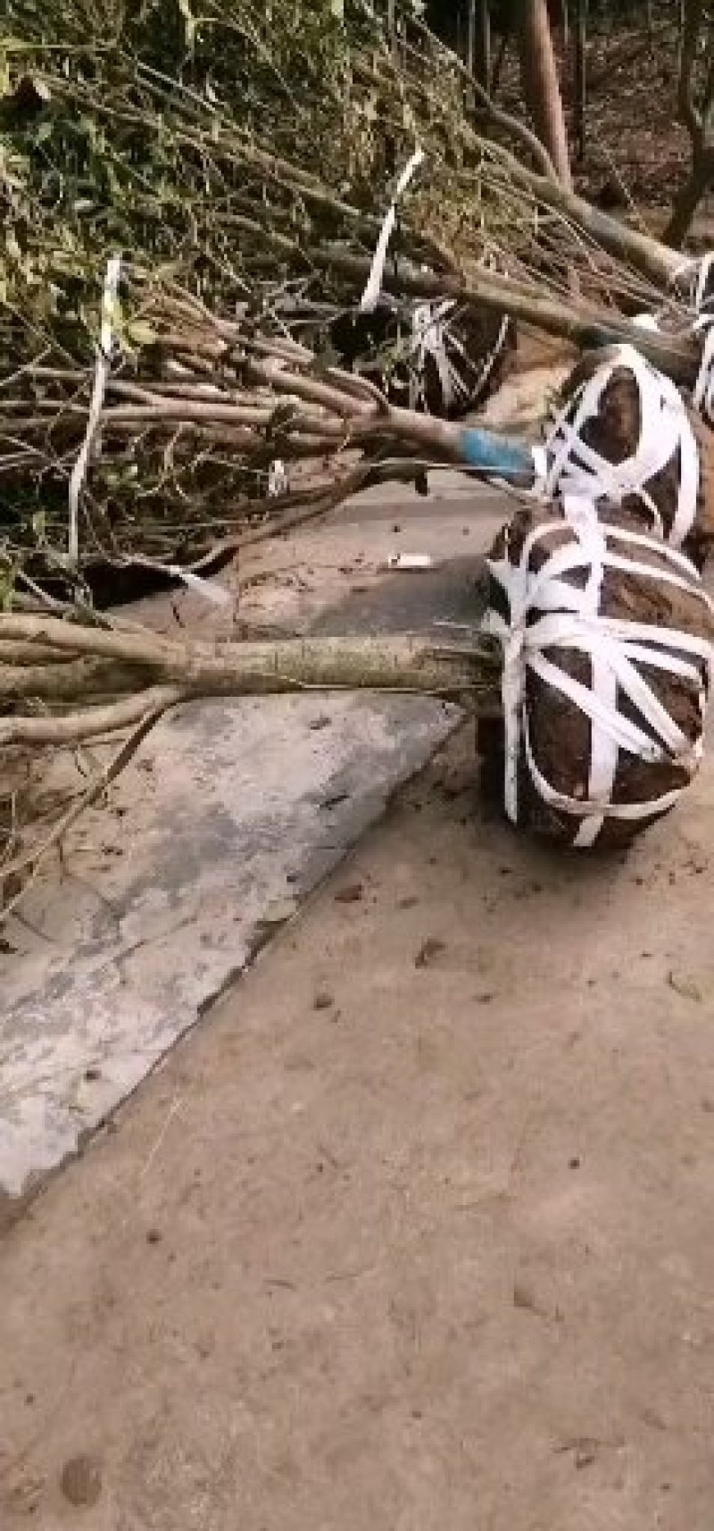 1000亩桂花苗木基地，产地庐江县规格齐全大量供应