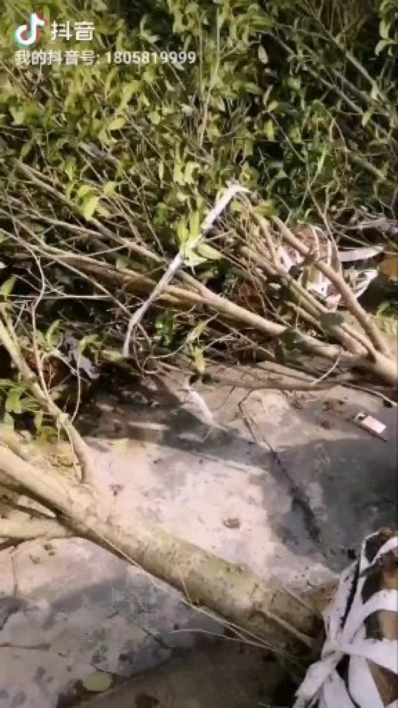 1000亩桂花苗木基地，产地庐江县规格齐全大量供应