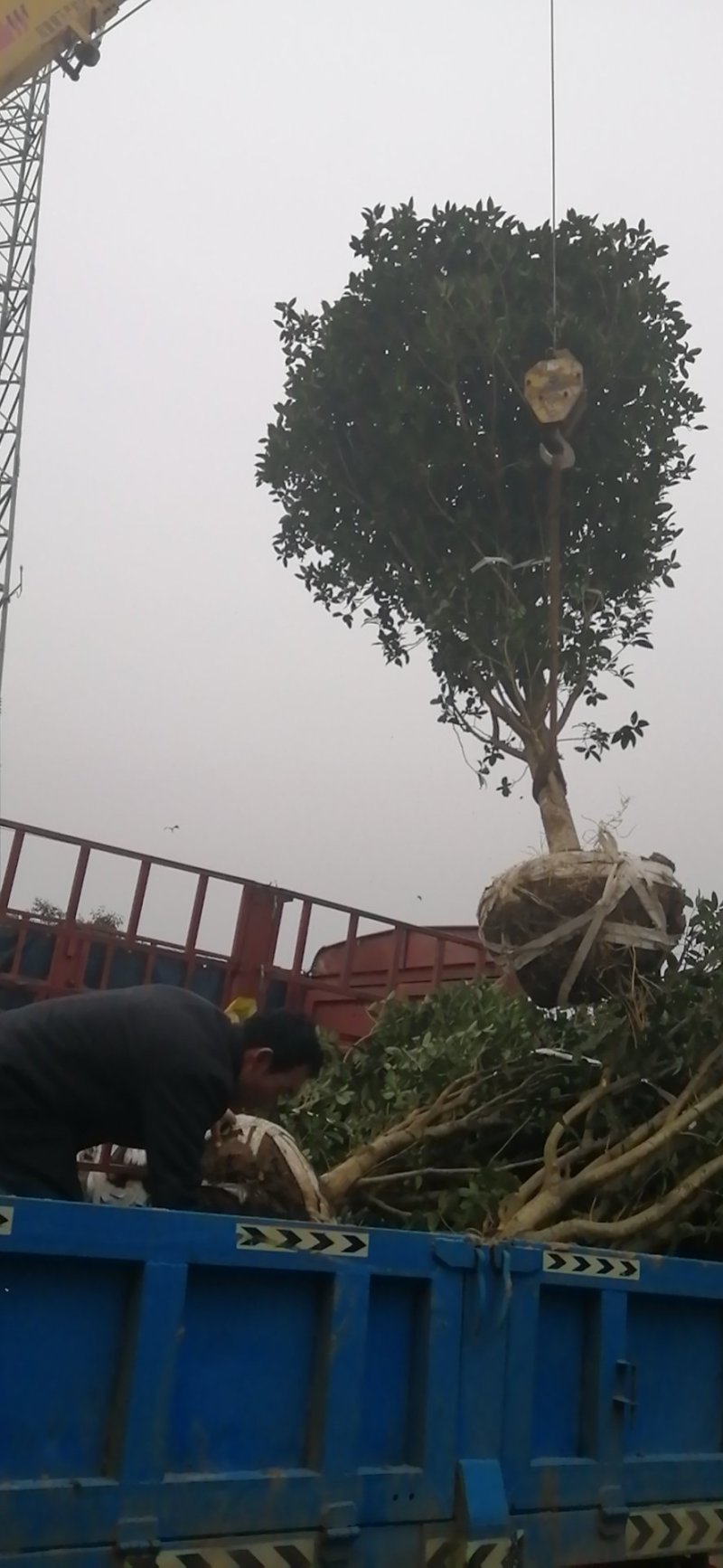 1000亩桂花苗木基地，产地庐江县规格齐全大量供应