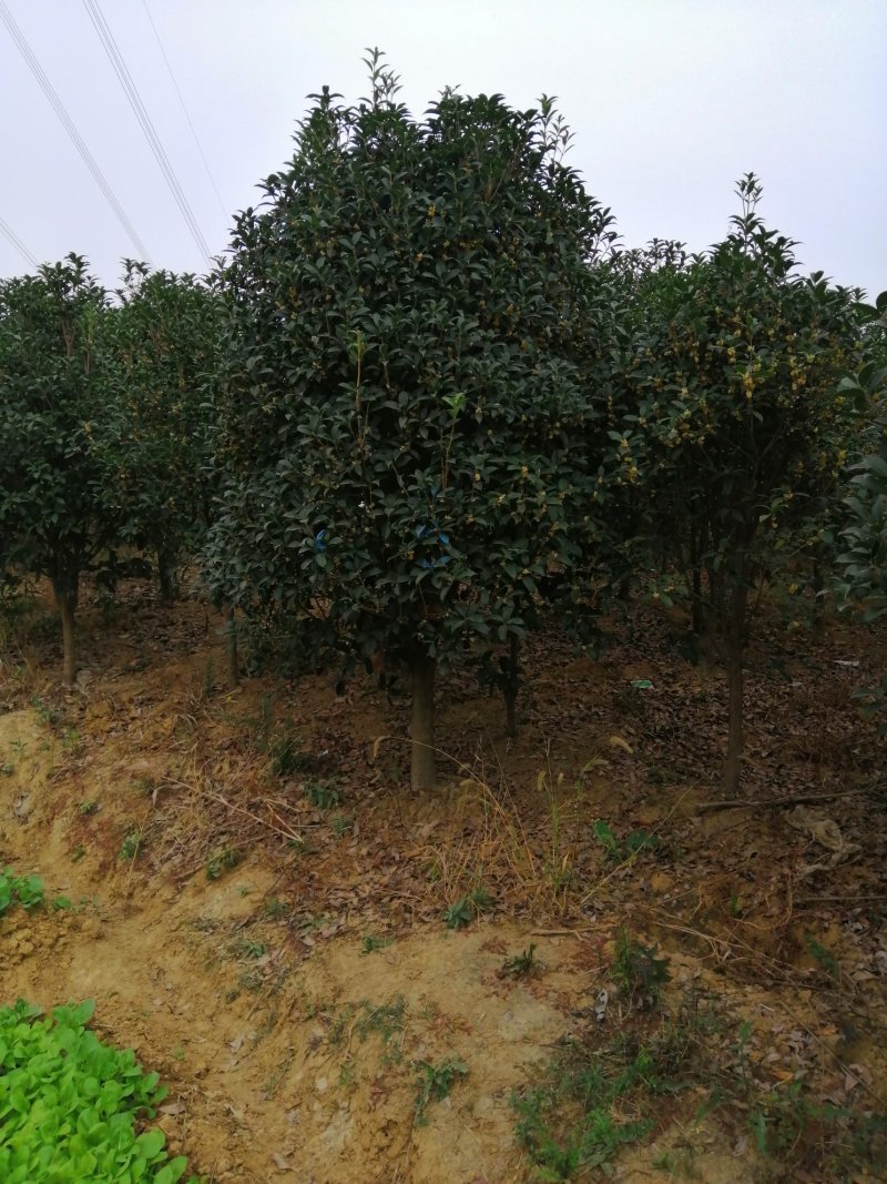 1000亩桂花苗木基地，产地庐江县规格齐全大量供应
