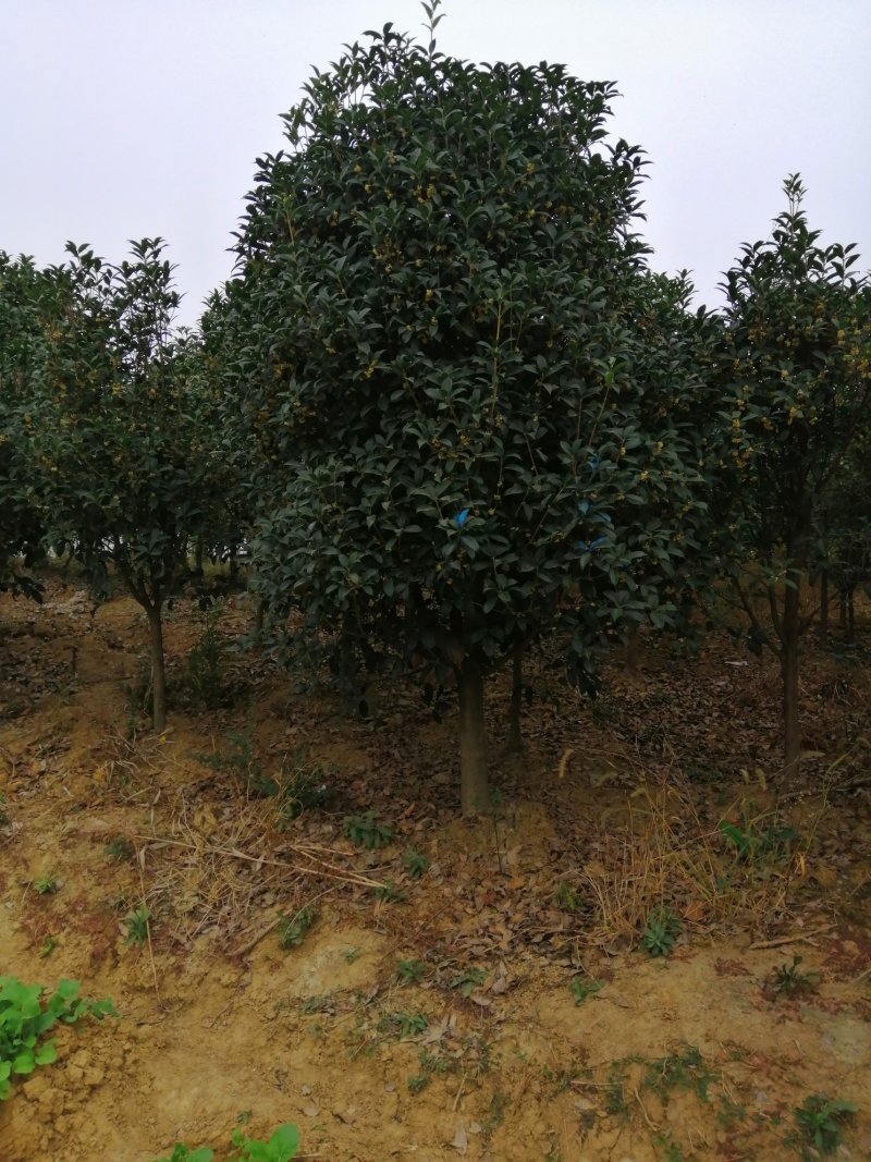 1000亩桂花苗木基地，产地庐江县规格齐全大量供应