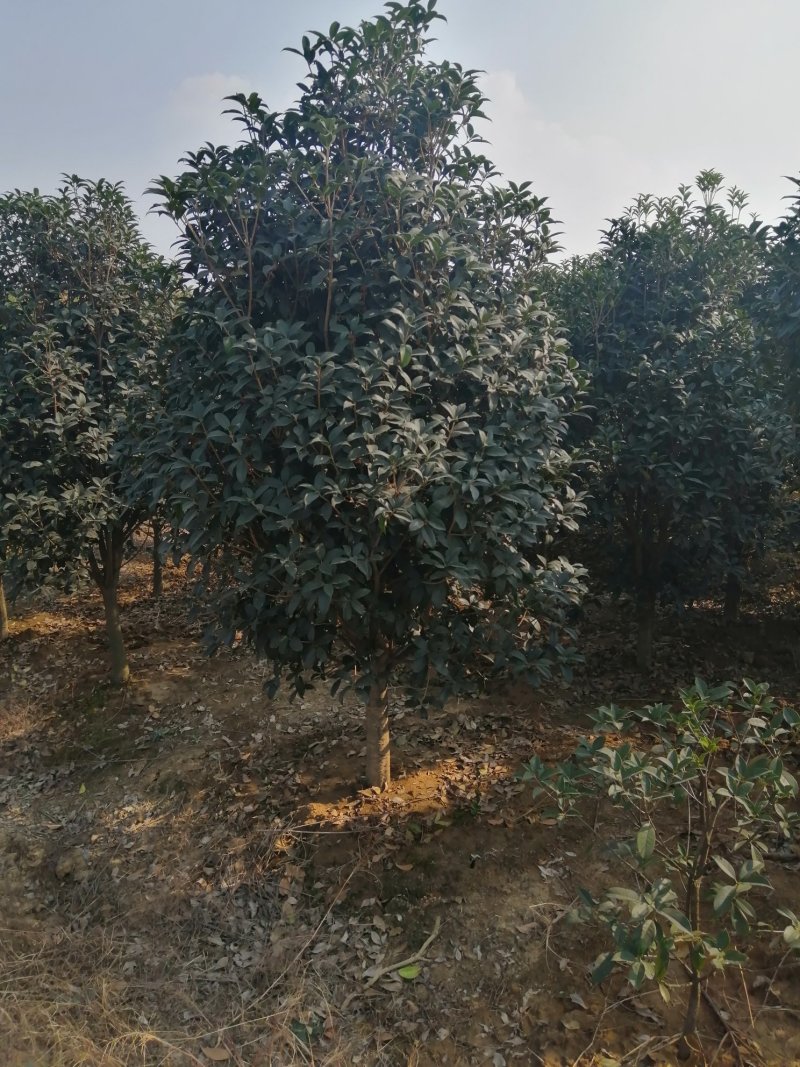 1000亩桂花苗木基地，产地庐江县规格齐全大量供应