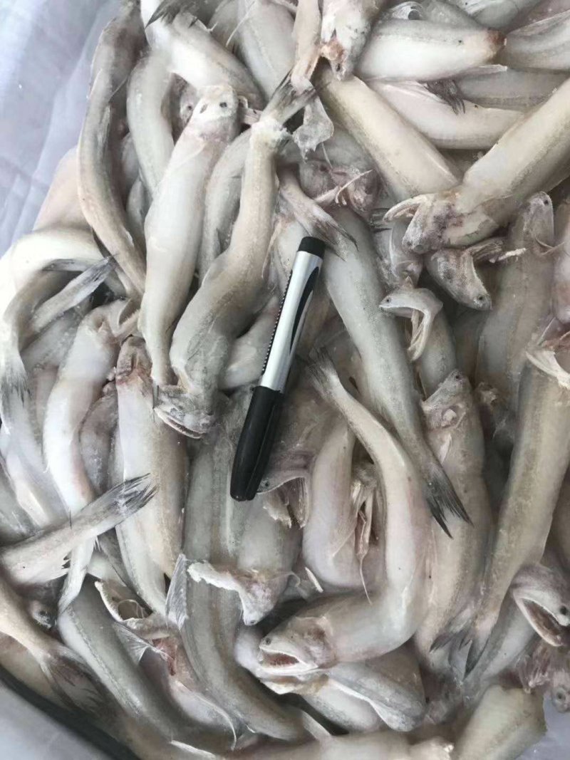 龙头鱼（一件20斤，食堂工地，快餐饭店）