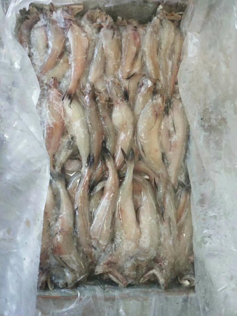 龙头鱼（一件20斤，食堂工地，快餐饭店）