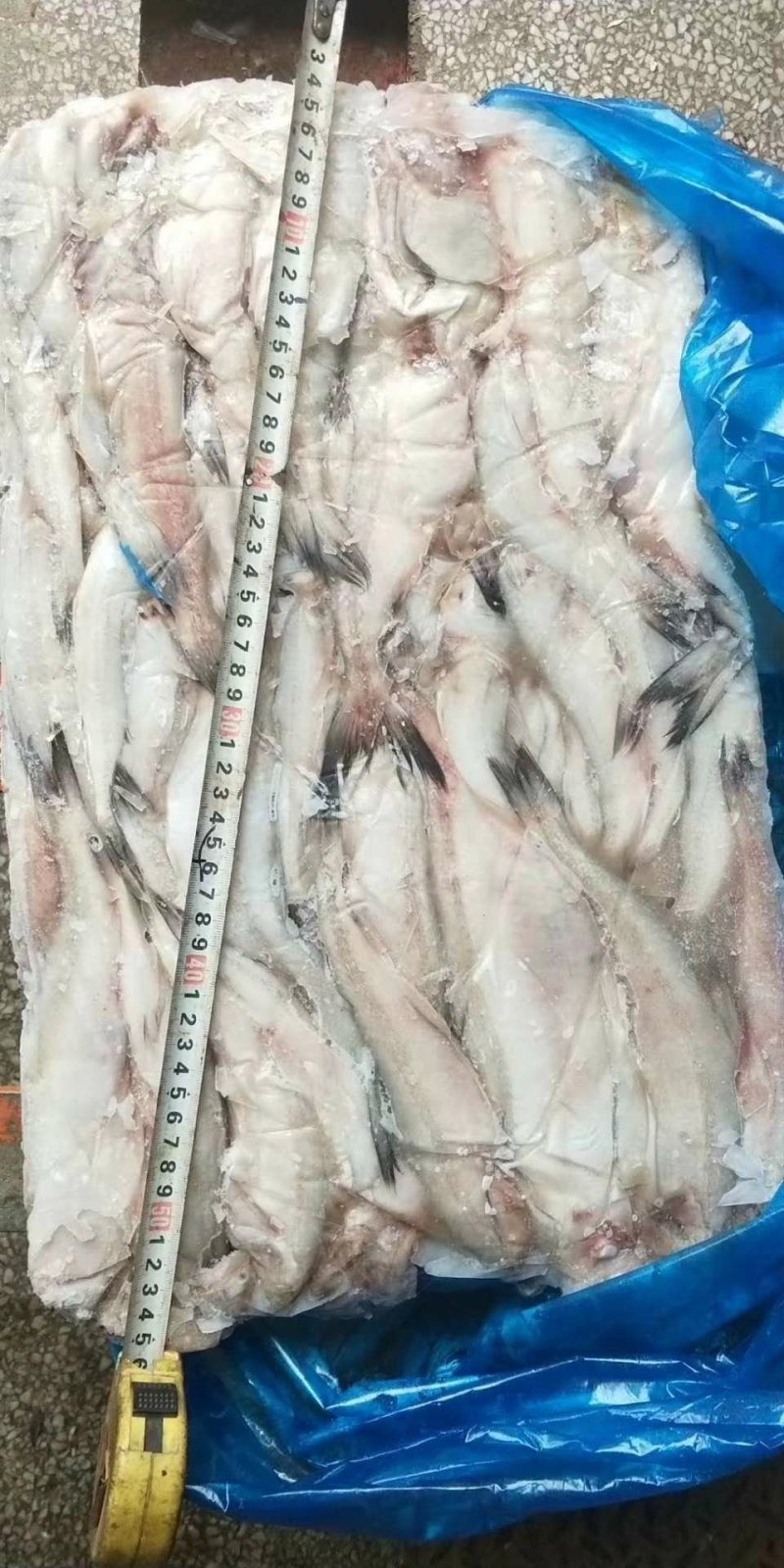 龙头鱼（一件20斤，食堂工地，快餐饭店）