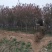 造型景观树，规格齐全，河南省潢川县苗木基地直销