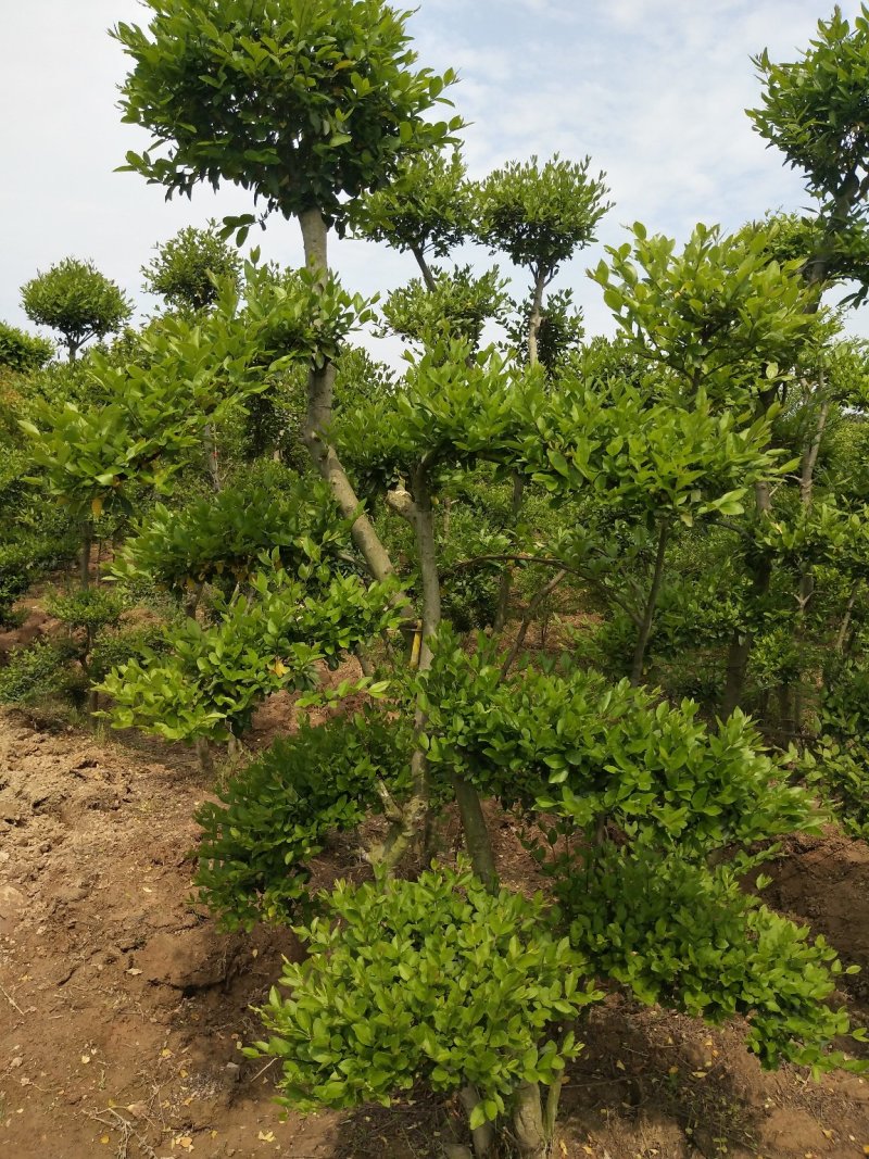造型景观树，规格齐全，河南省潢川县苗木基地直销