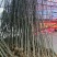1000亩红花玉兰，黄玉兰，白玉兰规格齐全产地肥西大量供
