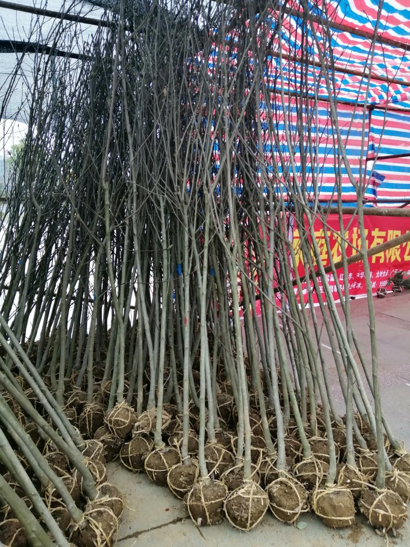 1000亩红花玉兰，黄玉兰，白玉兰规格齐全产地肥西大量供