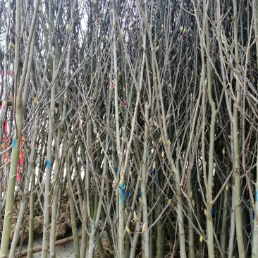 1000亩红花玉兰，黄玉兰，白玉兰规格齐全产地肥西大量供