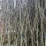 1000亩红花玉兰，黄玉兰，白玉兰规格齐全产地肥西大量供