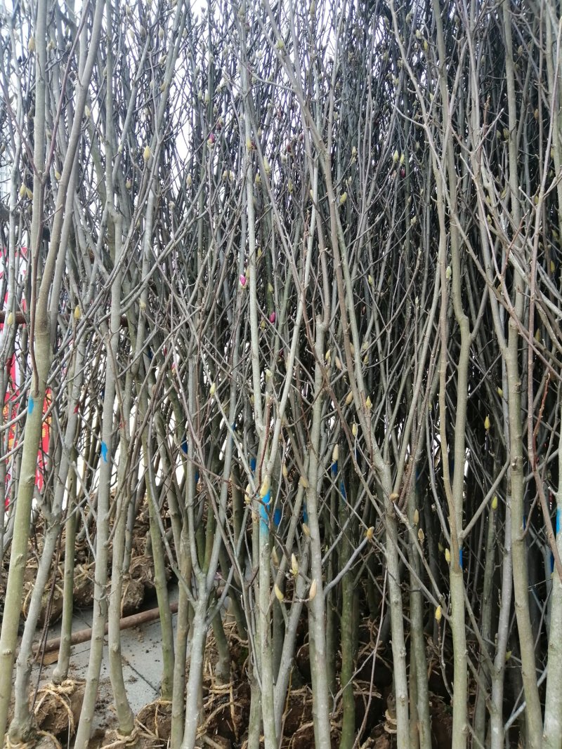 1000亩红花玉兰，黄玉兰，白玉兰规格齐全产地肥西大量供