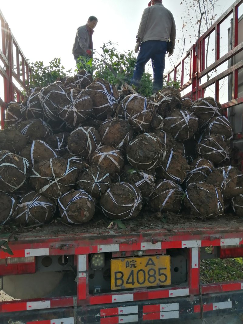 1000亩红花玉兰，黄玉兰，白玉兰规格齐全产地肥西大量供